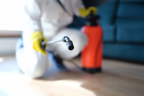 Professional Mold Removal in Chilhowie, VA